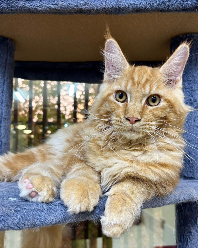 mainecoon