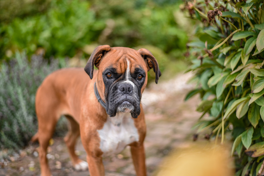 Boxer: best Dog Breeds for First-Time Owners