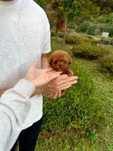 Teacup poodle boy from South Korea