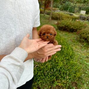 Teacup poodle boy from South Korea