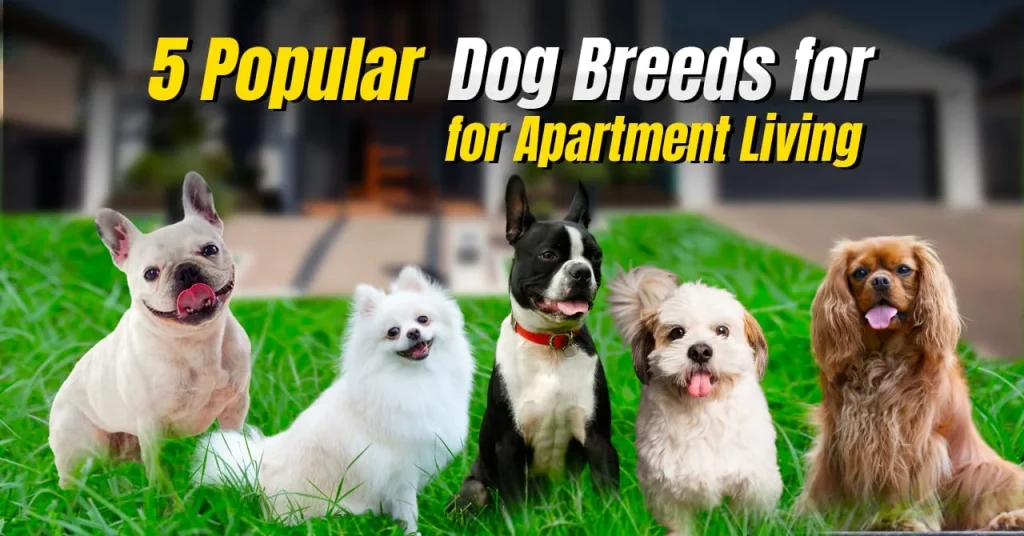 5 Popular Dog Breeds for Apartment Living