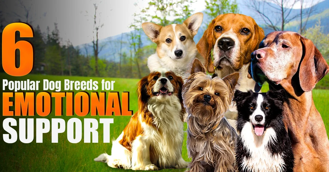 6 Popular Dog Breeds for Emotional Support