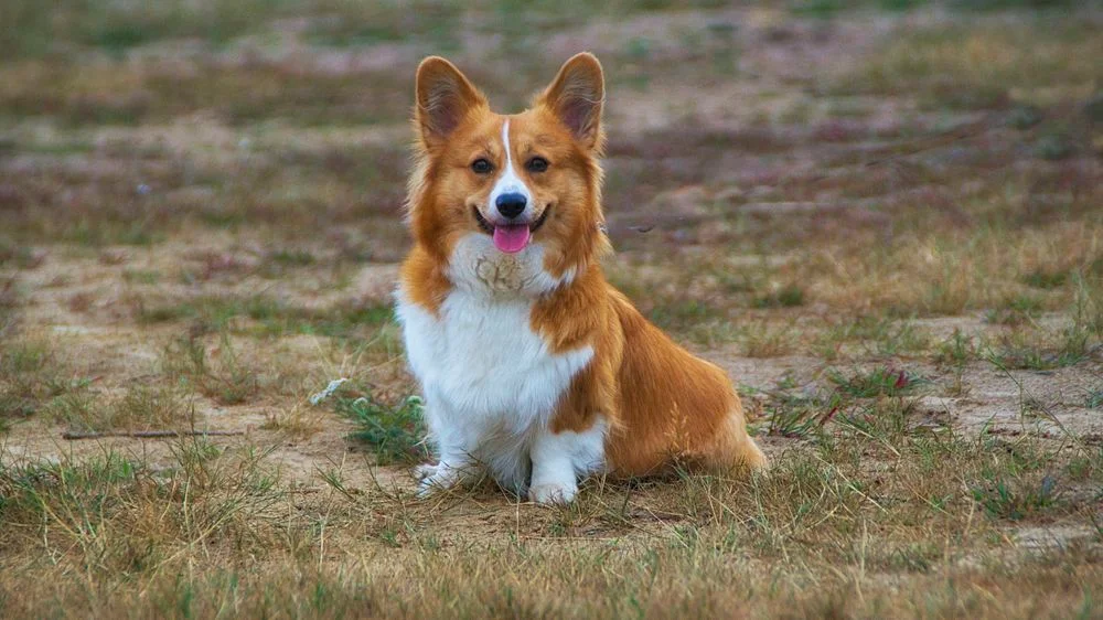 Corgi: Beyond Royalty's Companions