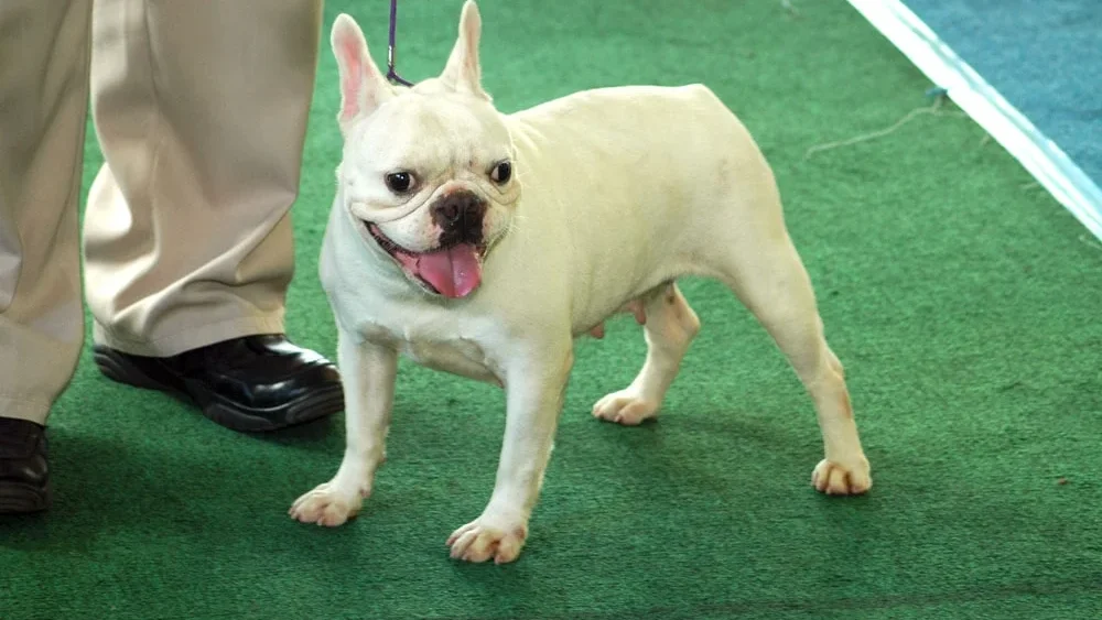 French Bulldog: Popular Dog Breeds from France