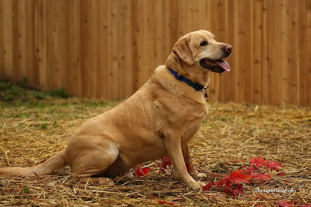 Golden Retriever: Scotland's Friendly Face