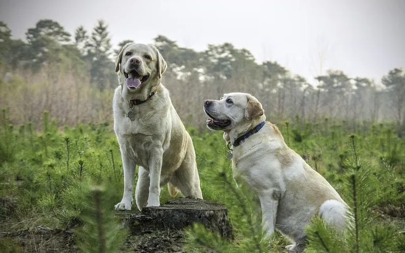 Labrador Retriever: England's Beloved Family Member