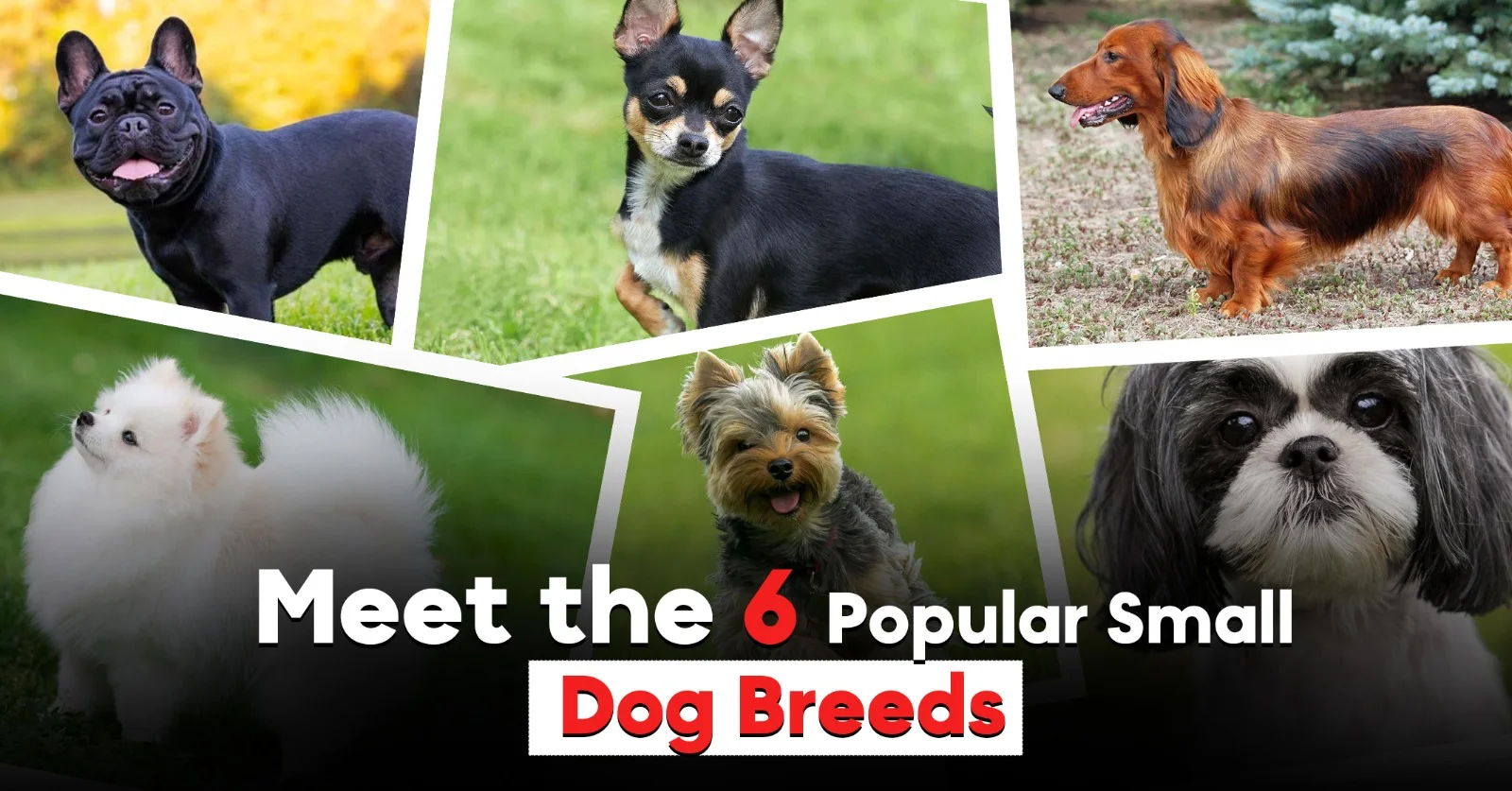 Meet the 6 Popular Small Dog Breeds