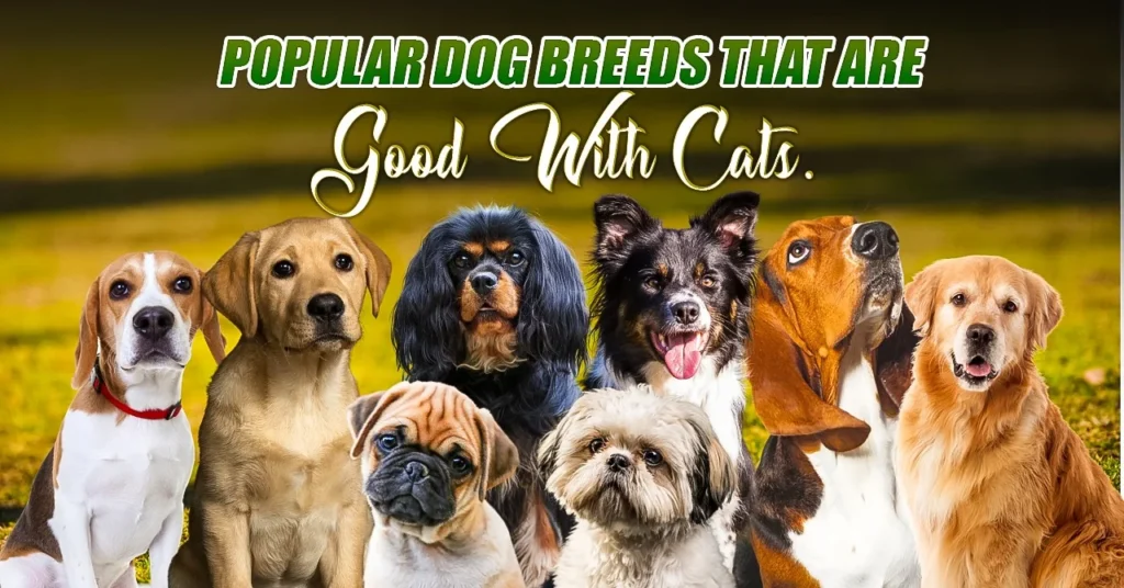Popular Dog Breeds That Are Good with Cats