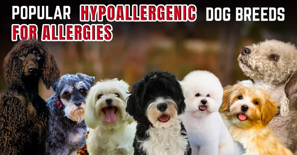 Popular Hypoallergenic Dog Breeds for Allergies