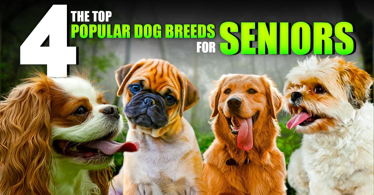 The Top 4 Popular Dog Breeds For Seniors