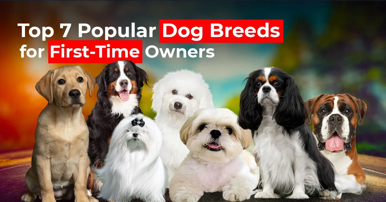 Top 7 Popular Dog Breeds for First-Time Owners