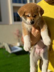 Japanese Akita female