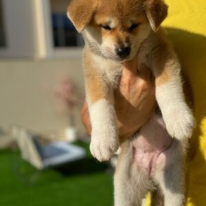 Japanese Akita female