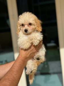 Maltipoo girl puppy