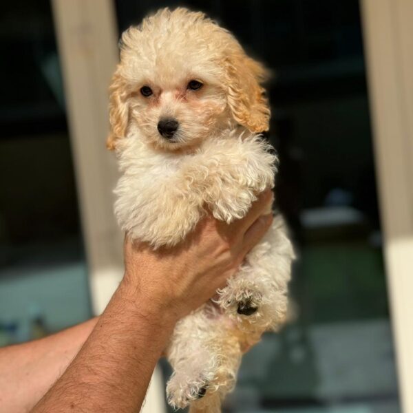 Maltipoo girl puppy