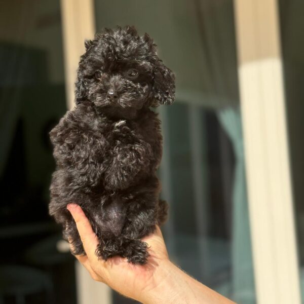 Teacup maltipoo girl