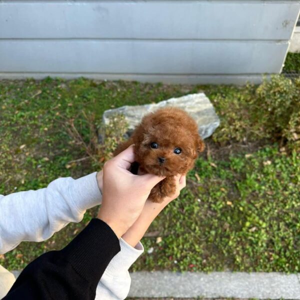 Teacup poodle girl from south Korea