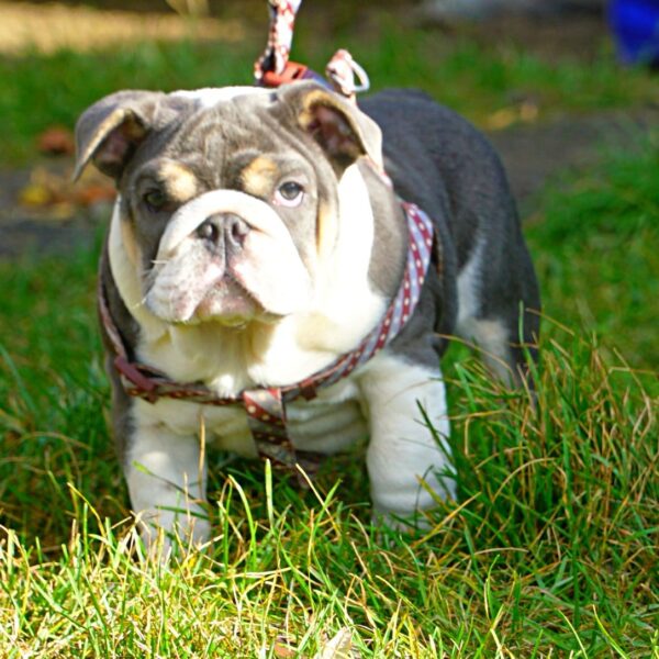 English bulldog male