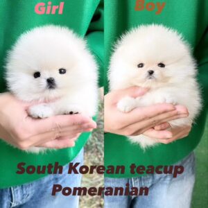 South Korean teacup boy and girl