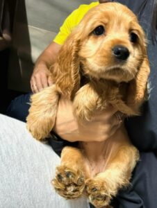 Cocker spaniel girl