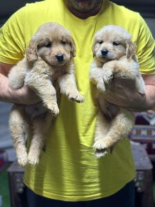 Golden retriever boys