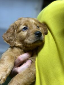 Golden retriever boy