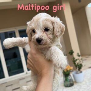 Maltipoo girl