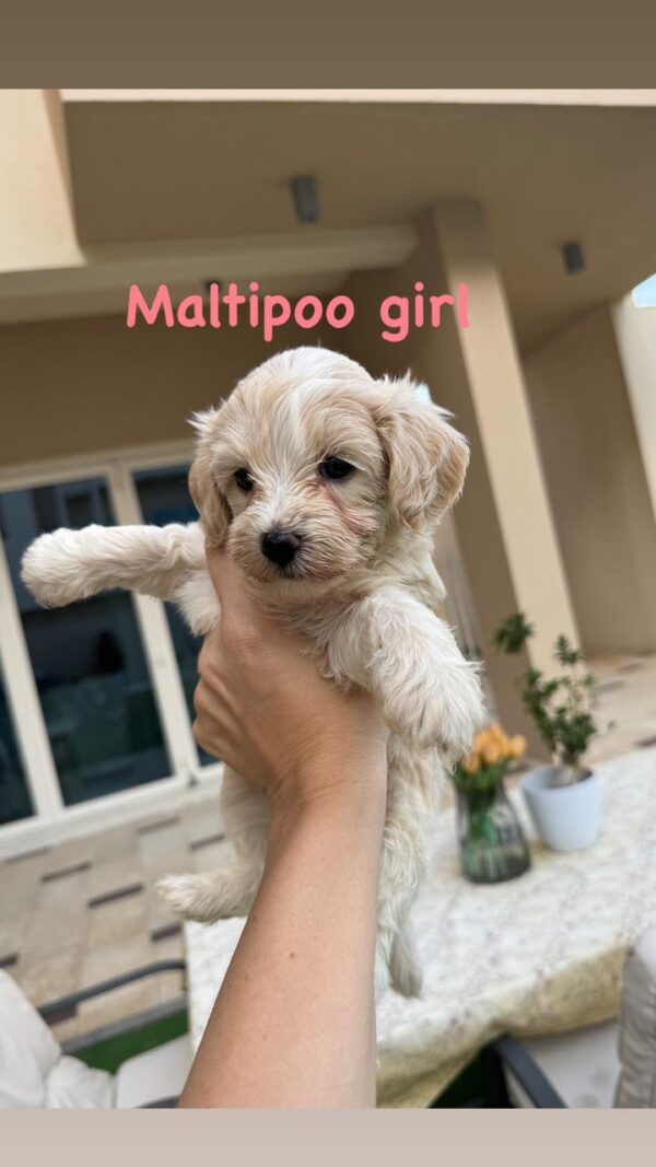 Maltipoo girl