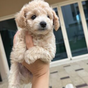 Maltipoo boy