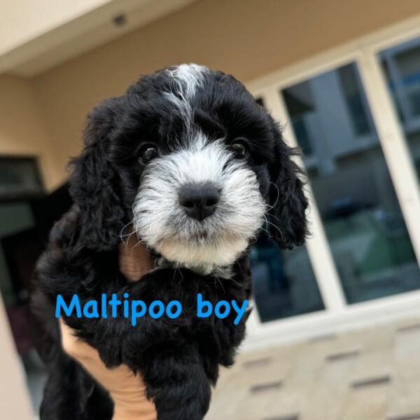 Maltipoo boy