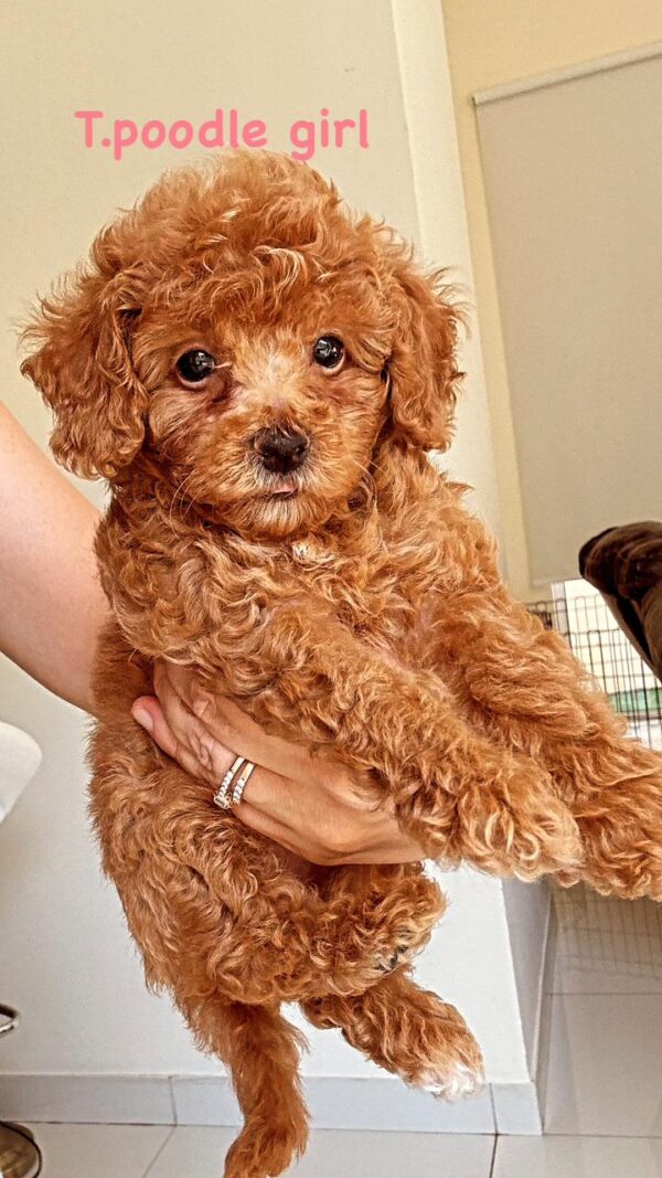 Toy poodle girl