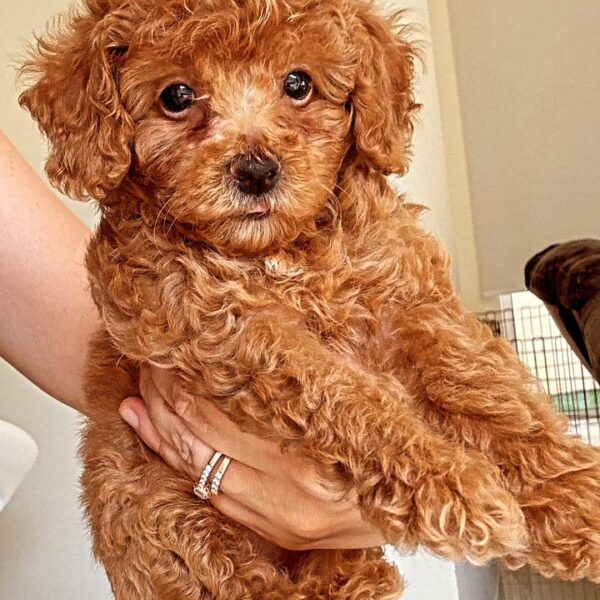 Toy poodle girl