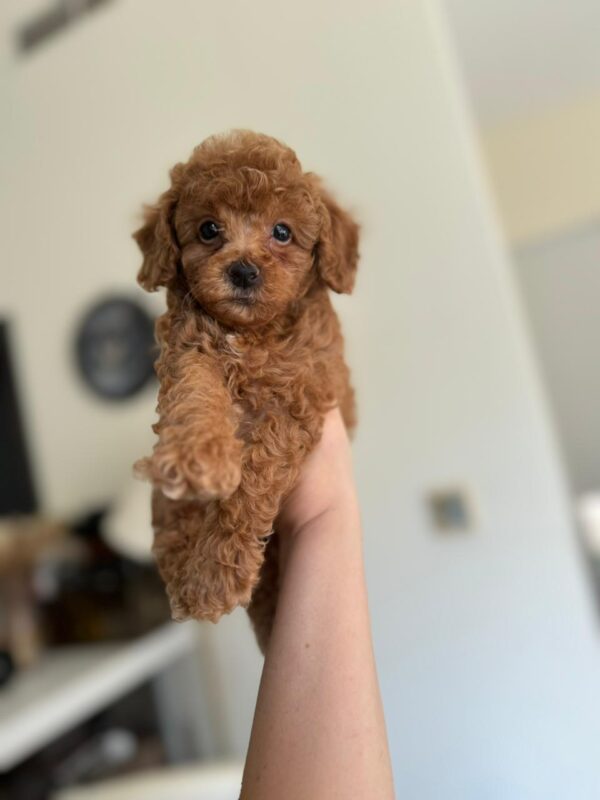Toy poodle boy