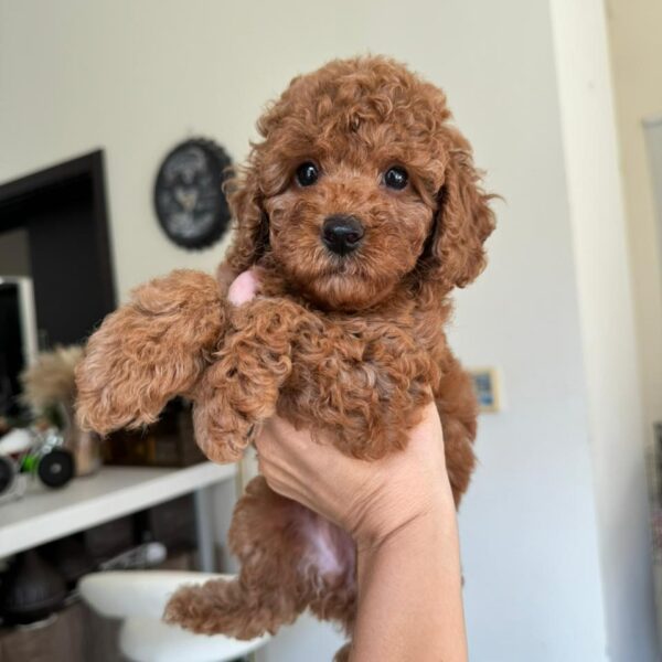 Toy poodle girl