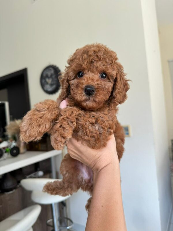 Toy poodle girl