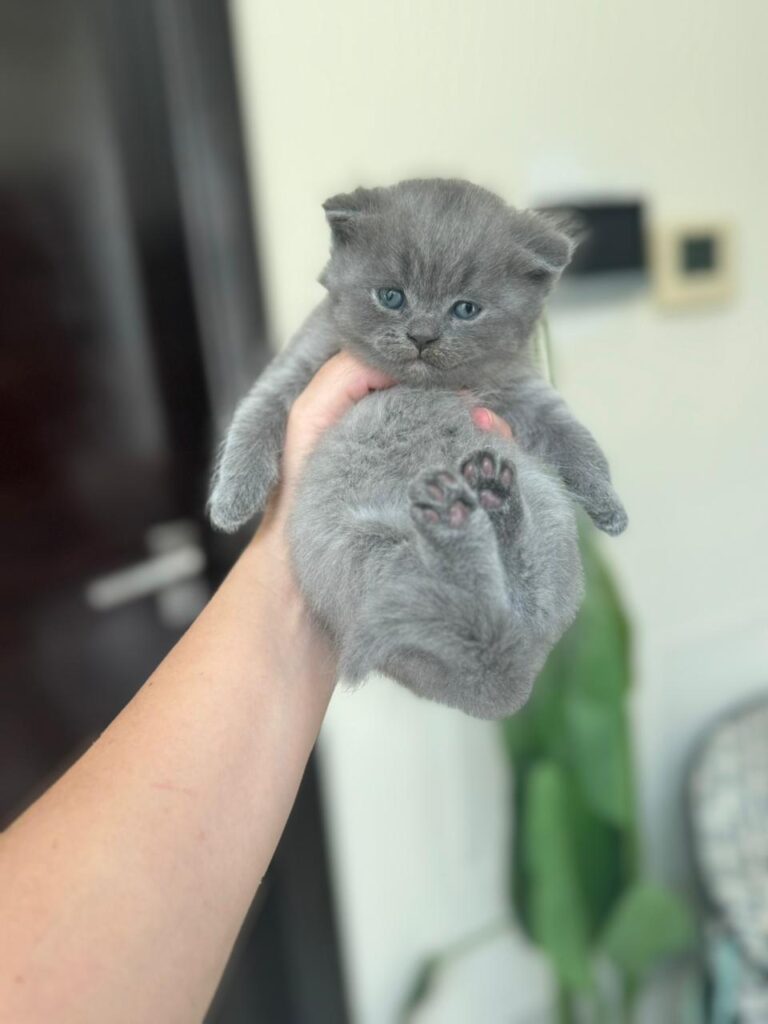 Scottish fold lilac boy