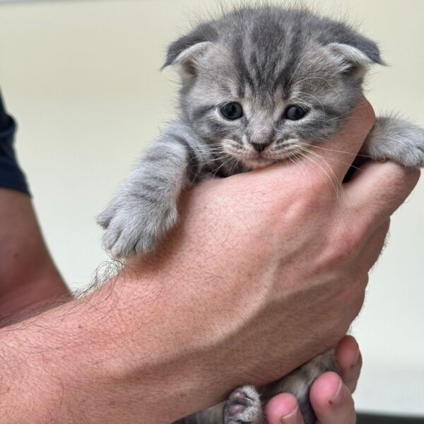 Scottish fold boy silver chinchilla