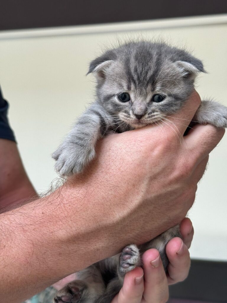 Scottish fold boy silver chinchilla