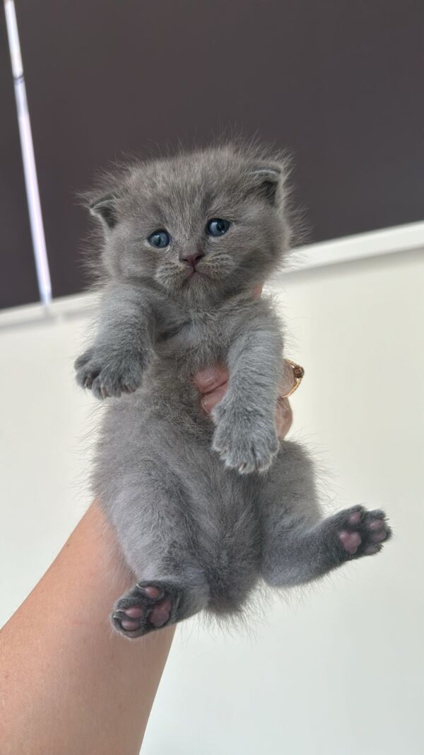 Scottish fold lilac boy