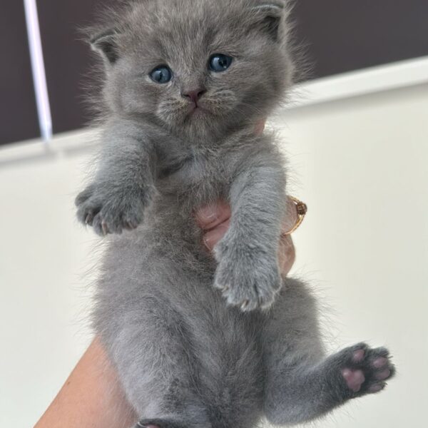 Scottish fold lilac boy