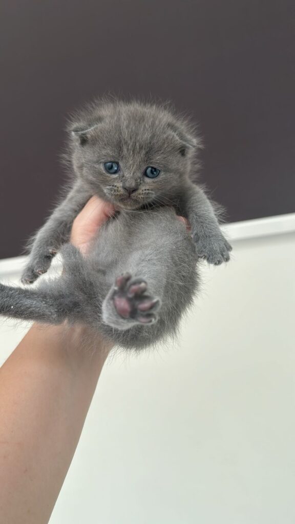 Scottish fold lilac girl