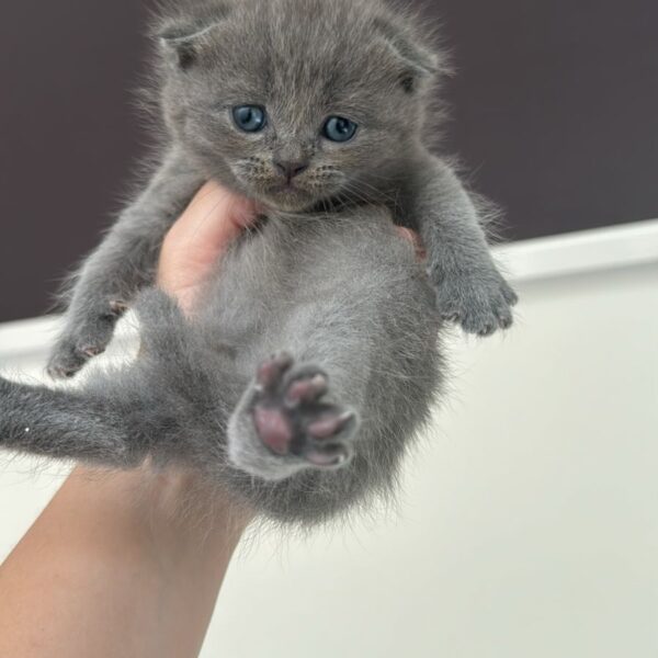 Scottish fold lilac girl