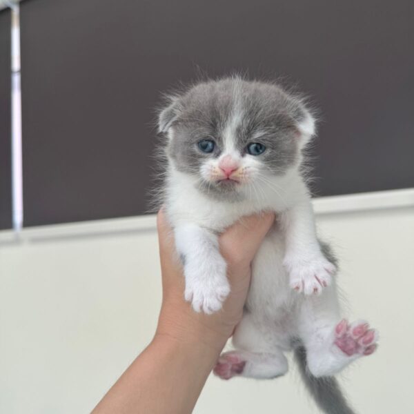 Scottish fold girl