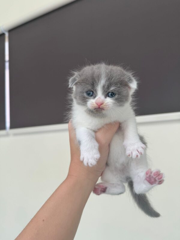 Scottish fold girl