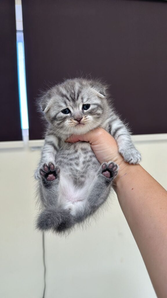 Scottish fold silver chinchilla boy