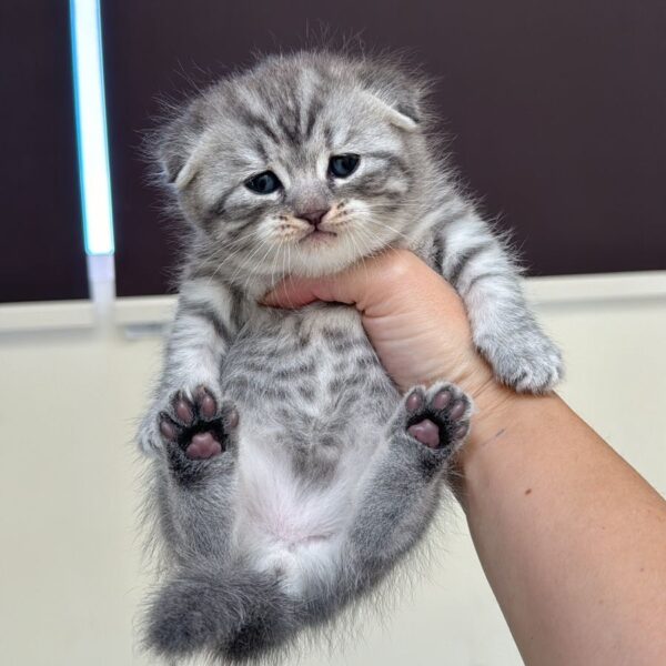 Scottish fold silver chinchilla boy