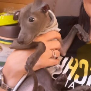 Italian greyhound girl