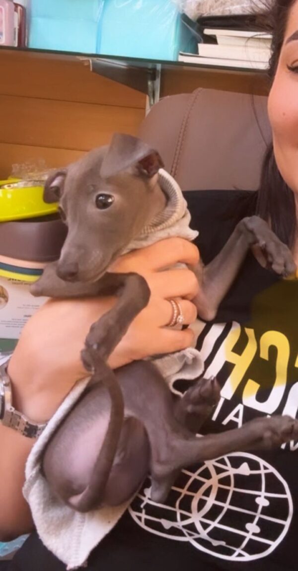 Italian greyhound girl