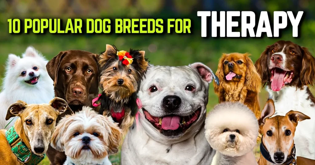 10 Popular Dog Breeds for Therapy