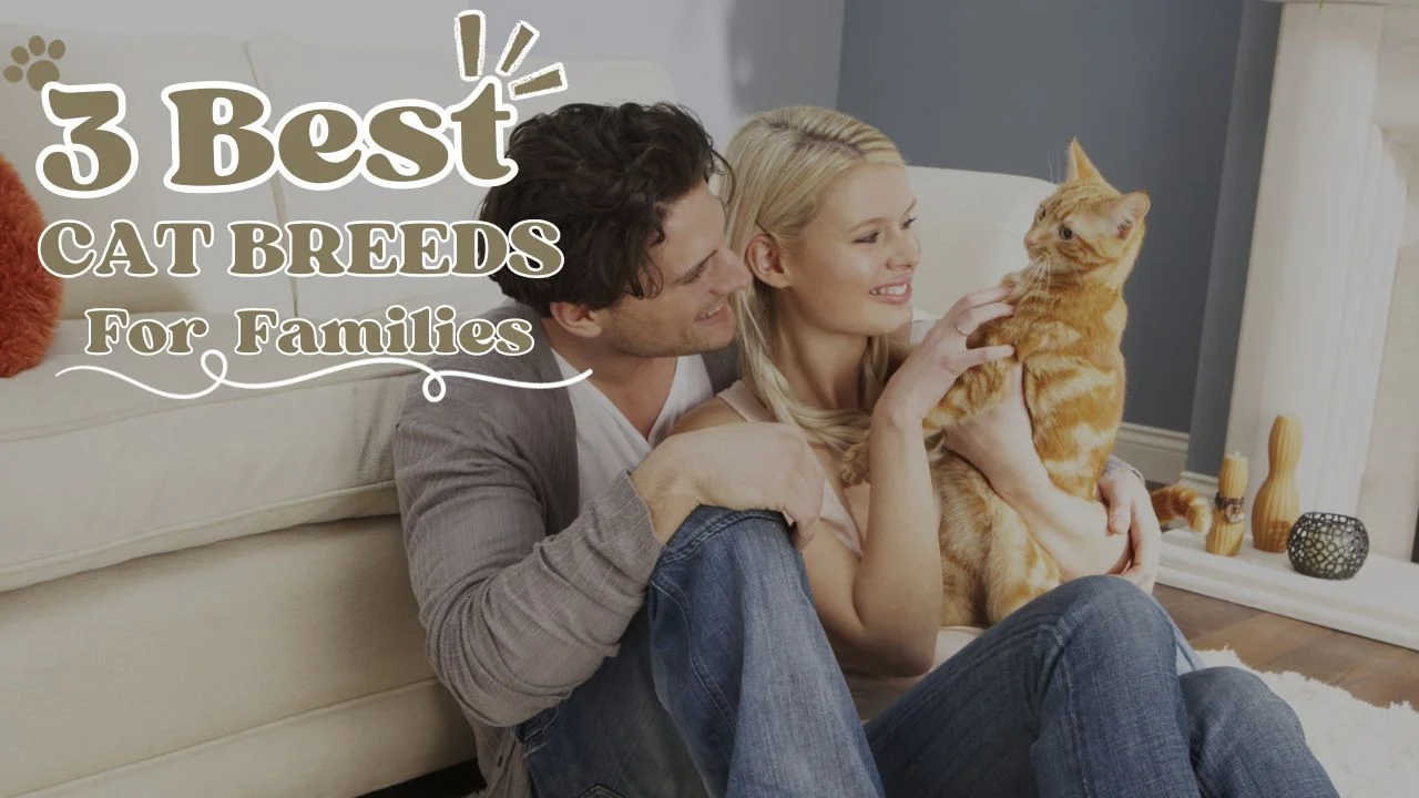 3 Best Cat Breeds for Families